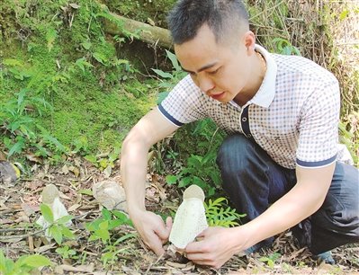 南靖深山里的舌尖美味——竹荪，带农转产致富