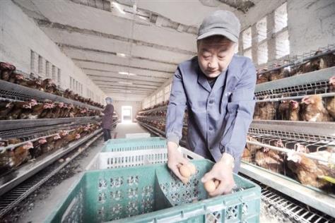 康瑾麟将蛋鸡养殖“生”出致富经