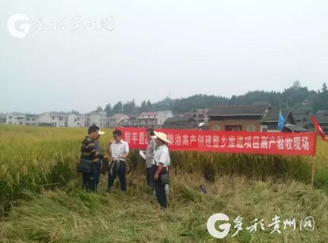 绿色稻+?他的探索为贵州稻田增收致富开了新路!