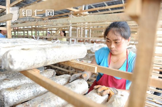 李春学：用香菇让农民捧起了“金饭碗”