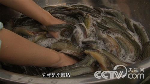 安徽合肥：虫子改变的泥鳅财富《致富经》