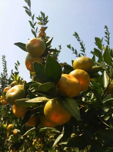 湖南江华县:树上挂满“致富果”