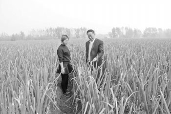 外出打工，不如回家跟老支书种大葱