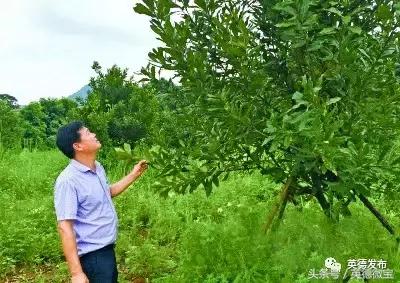 致富能人陈观水：要将村庄打造成“农业公园”