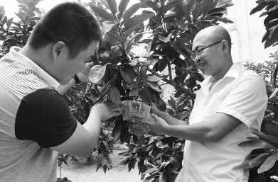 嫁接台农创意,蜜柚变身“金元宝”