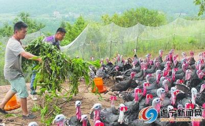 不当白领回乡养鸡 城里娃走上创业路