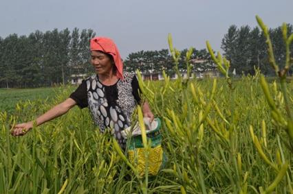 安徽亳州市谯城区张店乡农民种植稀有蔬菜致富
