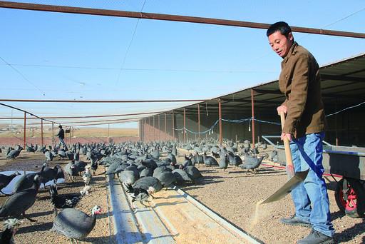 突泉县水泉镇珍禽养殖助农民踏上致富路
