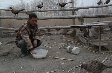 三十团宋荣何饲养七彩山鸡走上致富路