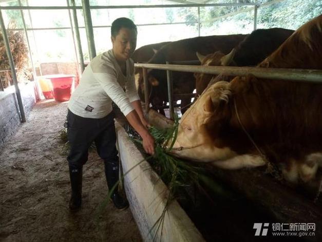 刘建：养殖肉牛成致富带头人