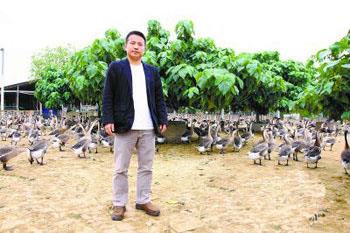 广东开平县：养殖马冈鹅 越土越红火