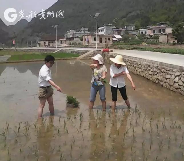 绿色稻+?他的探索为贵州稻田增收致富开了新路!