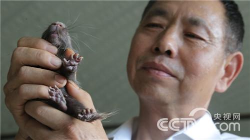 高学荣:豪猪从此不凶猛《致富经》