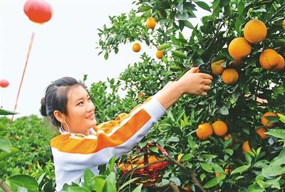 江西赣南：“黄金树”长出更多“致富果”