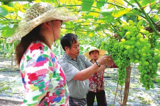殷健：带领乡亲共同致富的“葡萄大王”