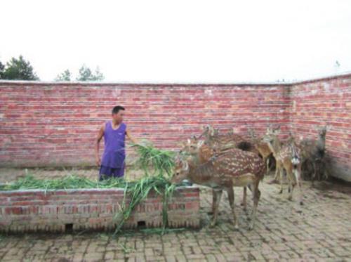 返乡创业者曾震华：致富靠养梅花鹿