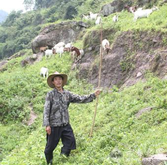 外出打工疑无路 返乡养羊却暴富