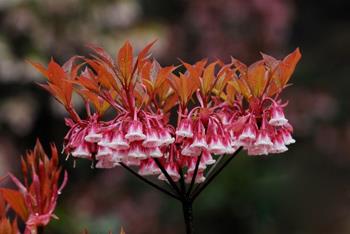 金钟花摇致富铃 广宁县有好心情