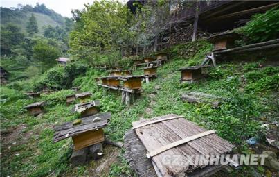 天柱马鞍农民深山养蜂酿造新生活