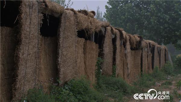 刘春龙:危险大棚里的诱人财富《致富经》