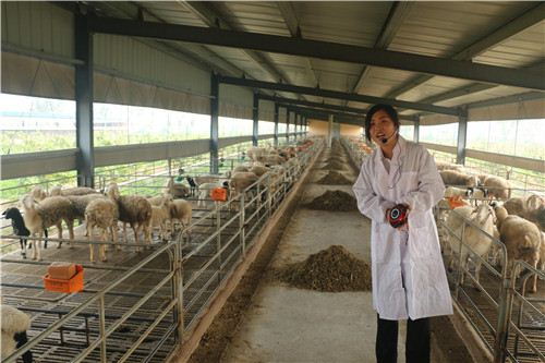 黎阳古城古粮仓 王庄“洋农”羊财兴