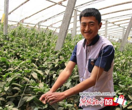 河北滦县大学毕业生回家养猪年收入超过30万