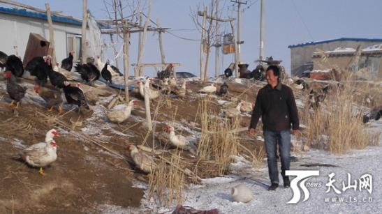 新疆吉木萨尔县王东辉搞特色生态养殖发家