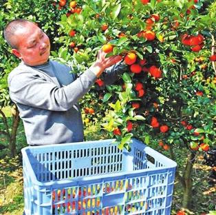 广西平南:瑶家脱贫的“黄金果”