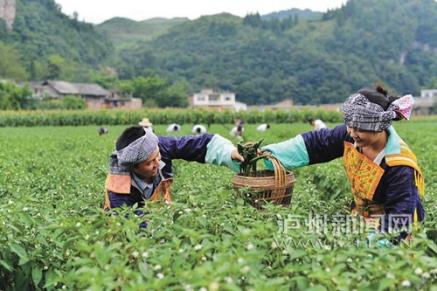 四川泸州:一级建造师追寻“辣椒梦”
