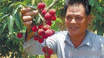 广西北流市：心系市场人在山 品改荔枝有订单
