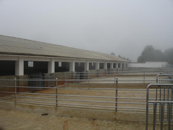 放养绵羊改圈养 救活千亩牧草场