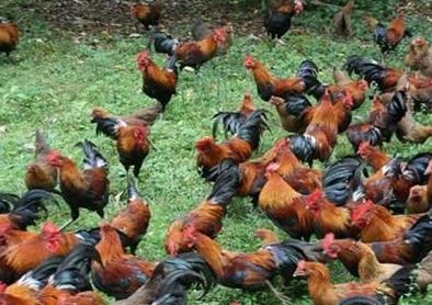 广西：林下养灵山土鸡净赚近4万