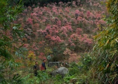 金钟花摇致富铃（广宁县有好心情）