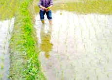 遂川邓葵生弃商返乡“种”出生态致富路