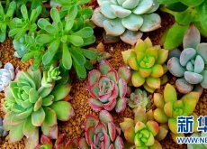 农民回乡栽培多肉植物走上致富路 农民回乡栽培多肉植物走上致富路