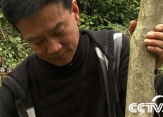 华蓥农民抓住“鸡”会借“鸡”生财（100万土鸡迎鸡年）