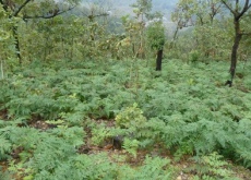 贵州黔西(“小天麻”引领群众致富) 贵州黔西(“小天麻”引领群众致富)