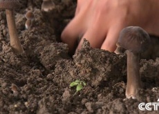 刘春龙（危险大棚里的诱人财富《致富经》）