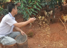重庆垫江县(全封闭猪场养出健康猪) 重庆垫江县(全封闭猪场养出健康猪)