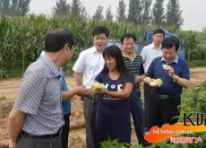 “赤脚医生”杨玉红华丽变身“中药材女王” “赤脚医生”杨玉红华丽变身“中药材女王”