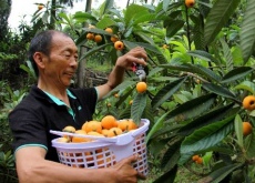 重庆大足（“佛果”树种出致富经）