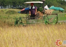 井冈山下致富路（红区里的“绿色梦”）