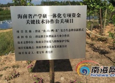 海大女教授脱下旗袍去澄迈养鸡鸭(带村民科学致富) 海大女教授脱下旗袍去澄迈养鸡鸭(带村民科学致富)