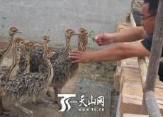 河南汤阴县（大棚里种菜按月领工资）