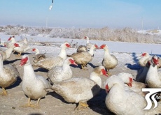 新疆吉木萨尔县王东辉搞特色生态养殖发家 新疆吉木萨尔县王东辉搞特色生态养殖发家