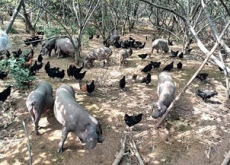 湖南双峰县现实版开心农场（小而精高端订养）