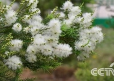 飞回山村的致富“领头雁”