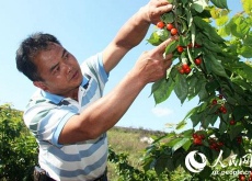 水稻变玉米作物抗旱（四川威远农民增收致富）