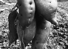 刘迪（让小地瓜变“致富果”）