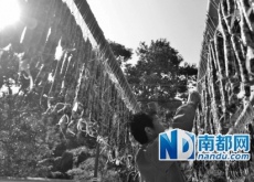 野菜泉水“深闺”养猪（酥醪腊肉香飘山外）